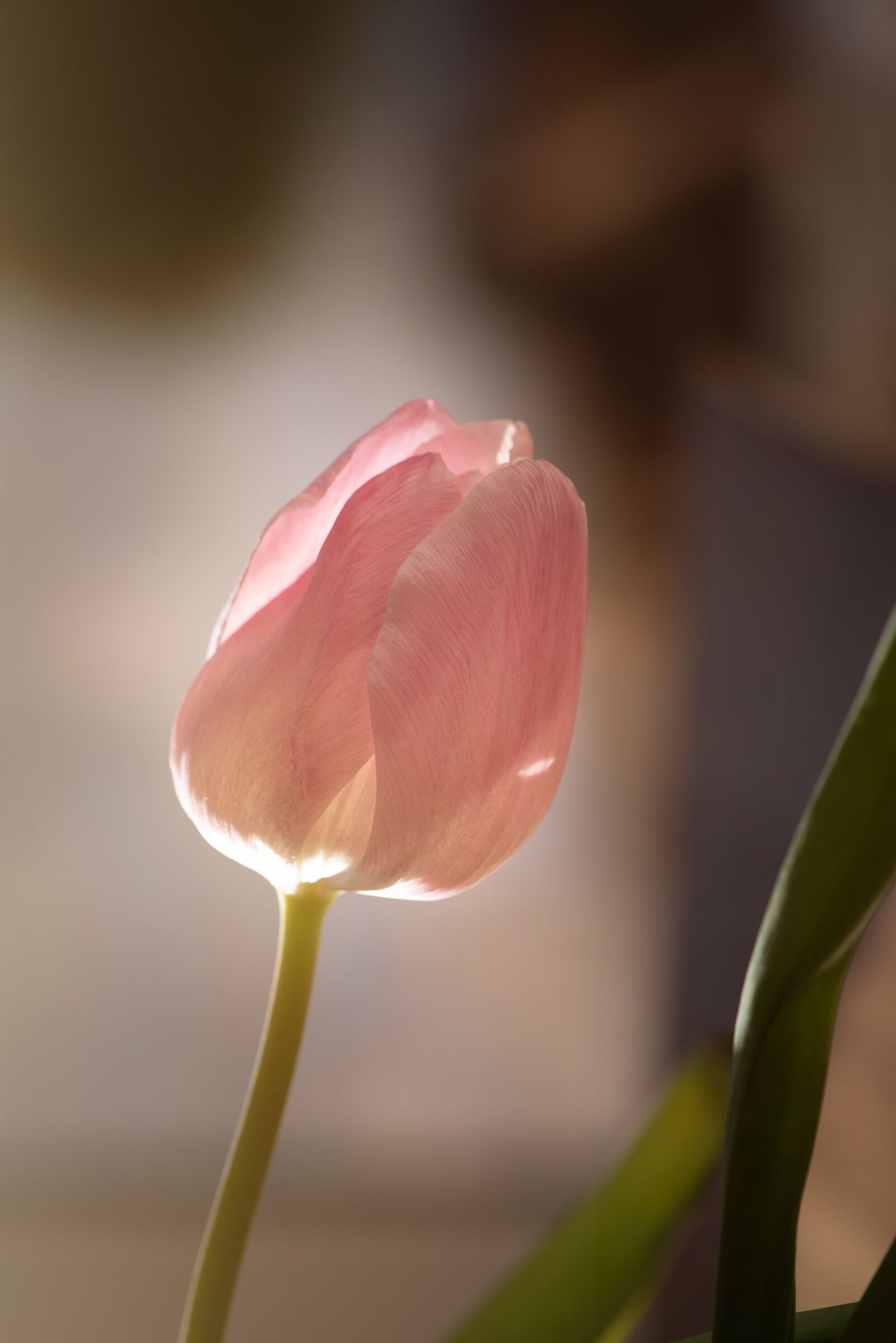 Nikon D750 sample photo. Flower, tulip, pink photography