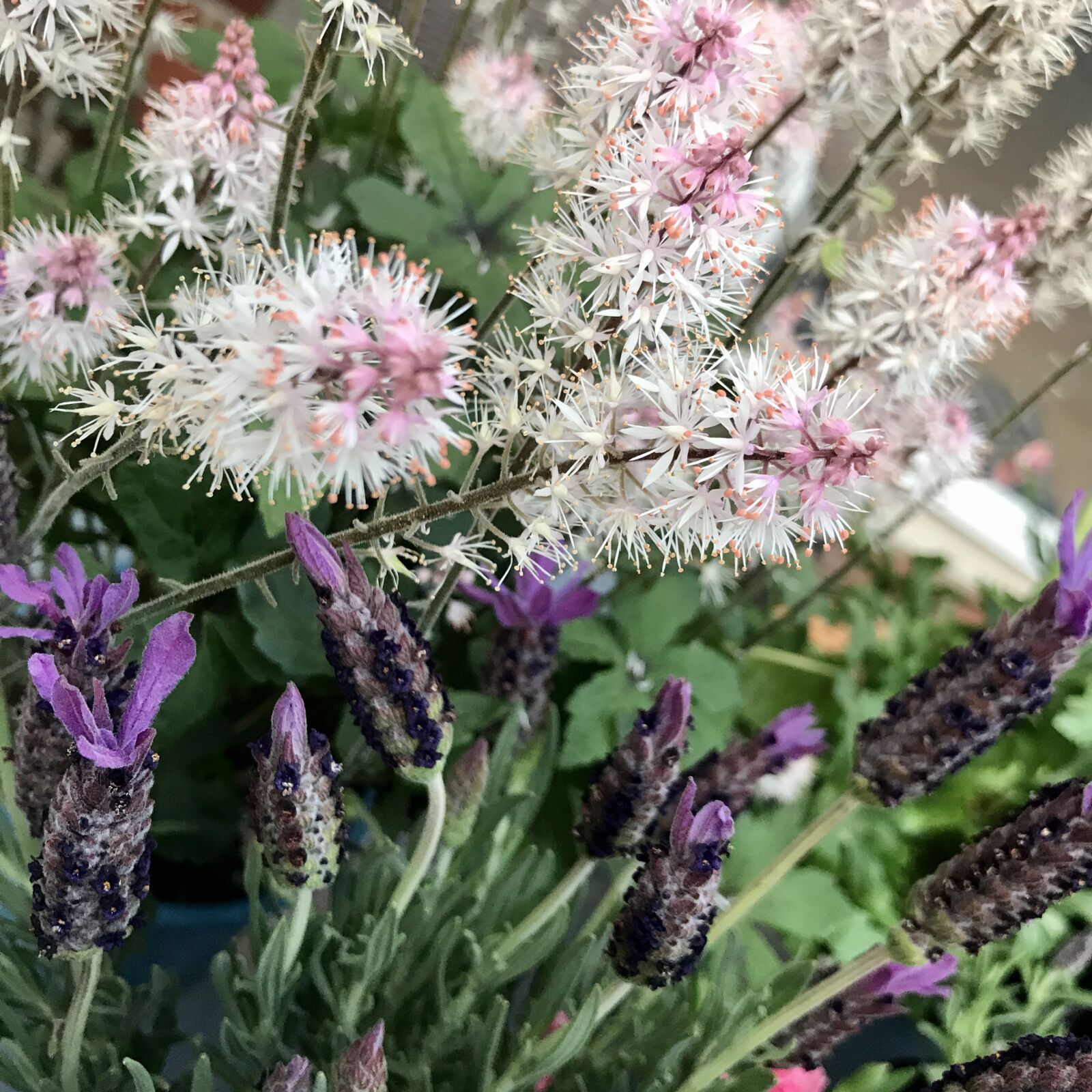 iPhone 7 back camera 3.99mm f/1.8 sample photo. Lavender, black cohosh, shrub photography