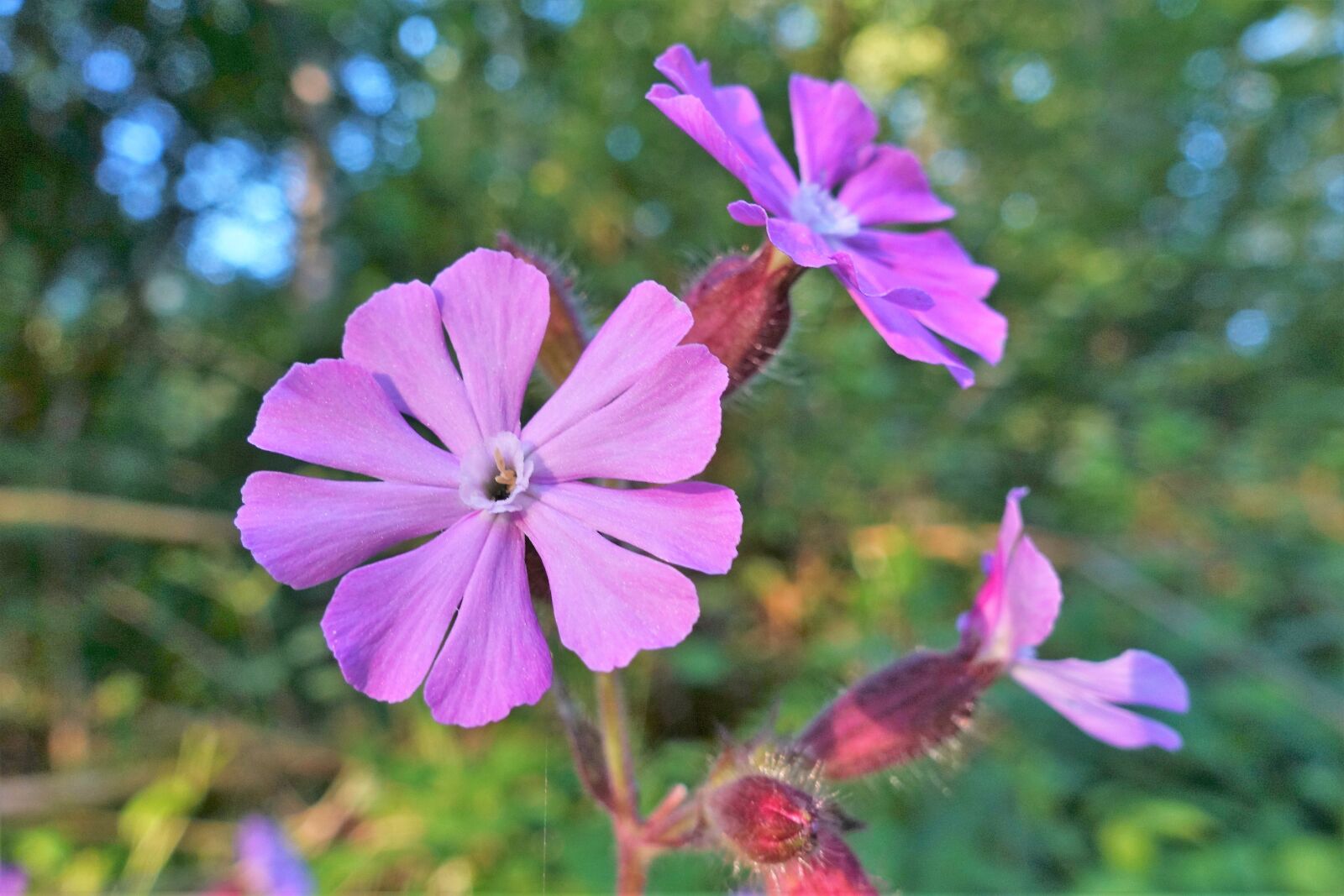 Sony Cyber-shot DSC-RX100 IV sample photo. Nature, plant, petals photography