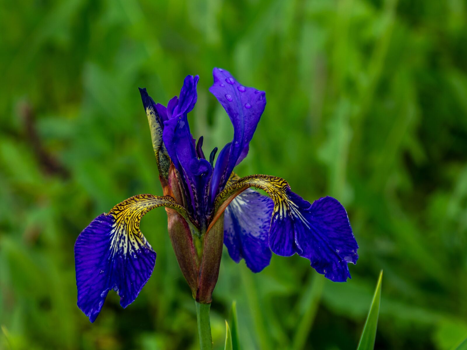 Olympus OM-D E-M10 III sample photo. Iris, garden, plant photography