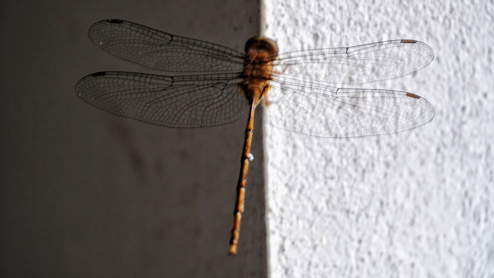 Sony a6300 sample photo. Dragonfly, indoor, the wall photography