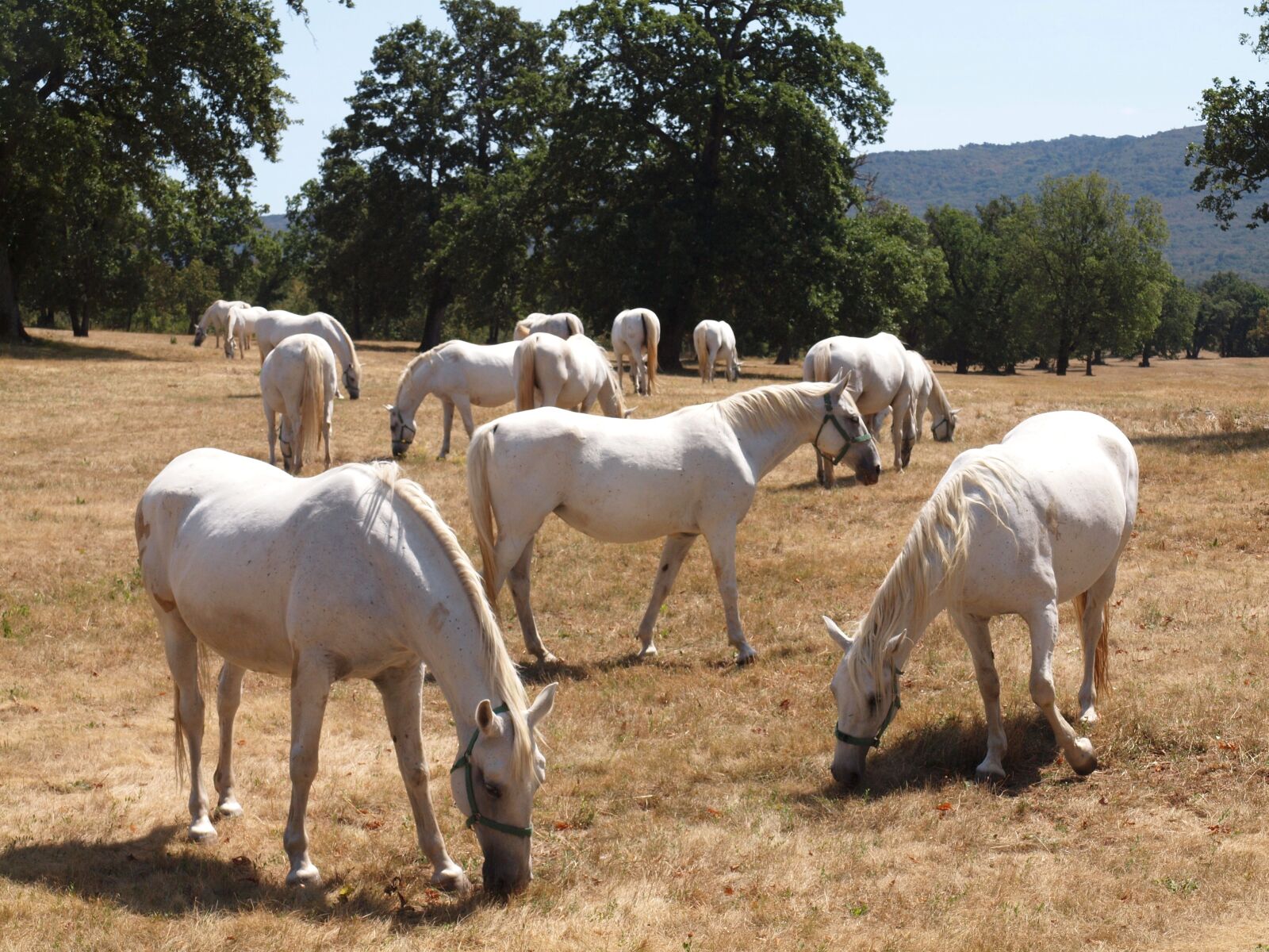 Olympus E-620 (EVOLT E-620) sample photo. Horses, white, white horse photography
