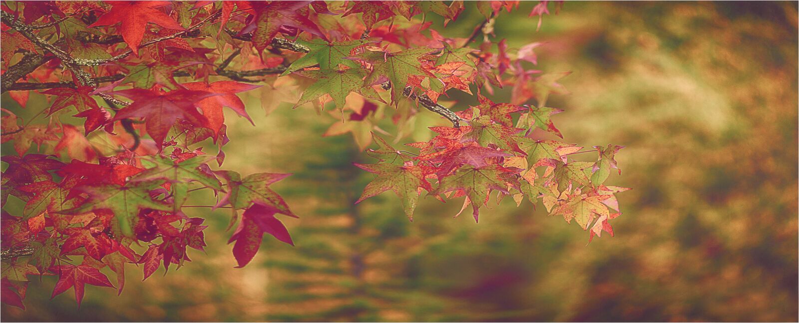 Nikon D610 sample photo. Leaves, nature, red leaves photography