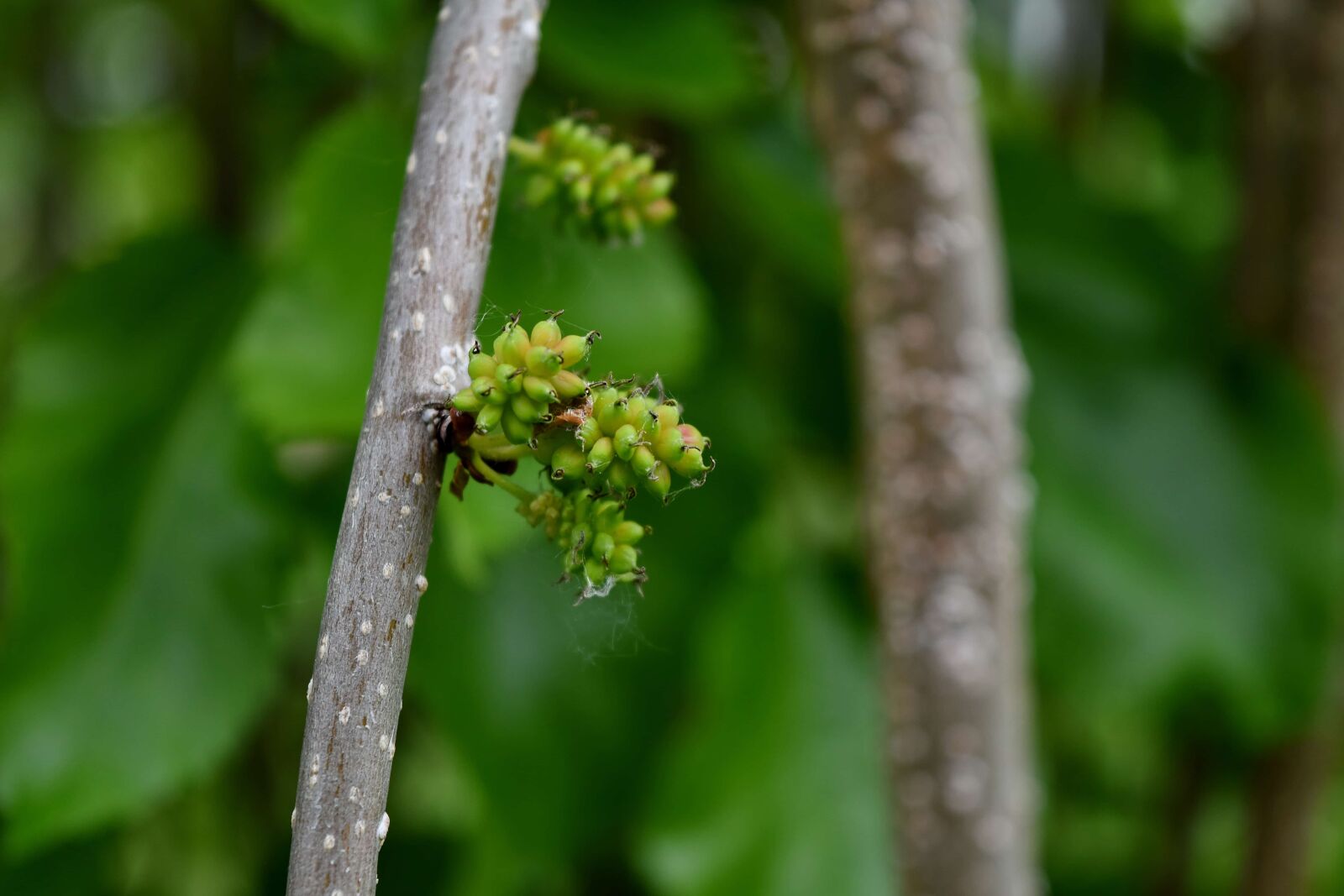 Nikon D5500 sample photo. Tree, plant, nature, leaf photography