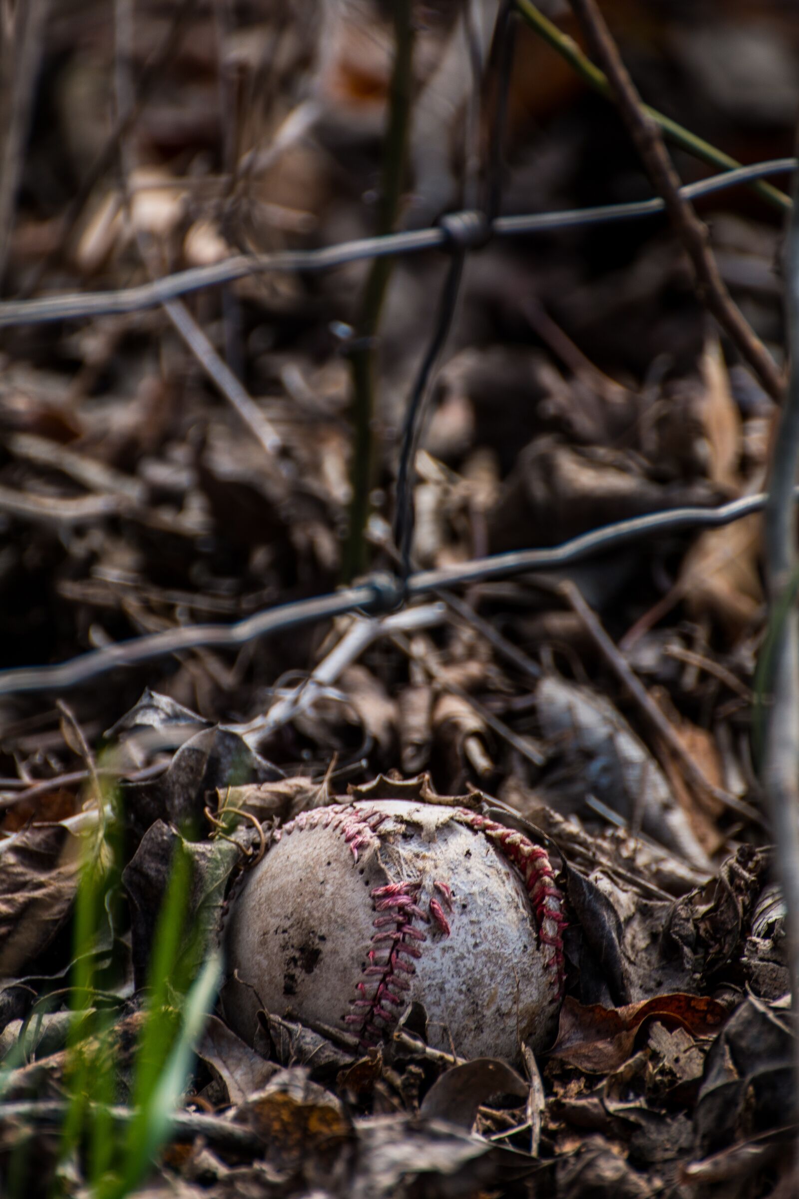 Canon EOS 70D sample photo. Baseball, leaves, sport photography