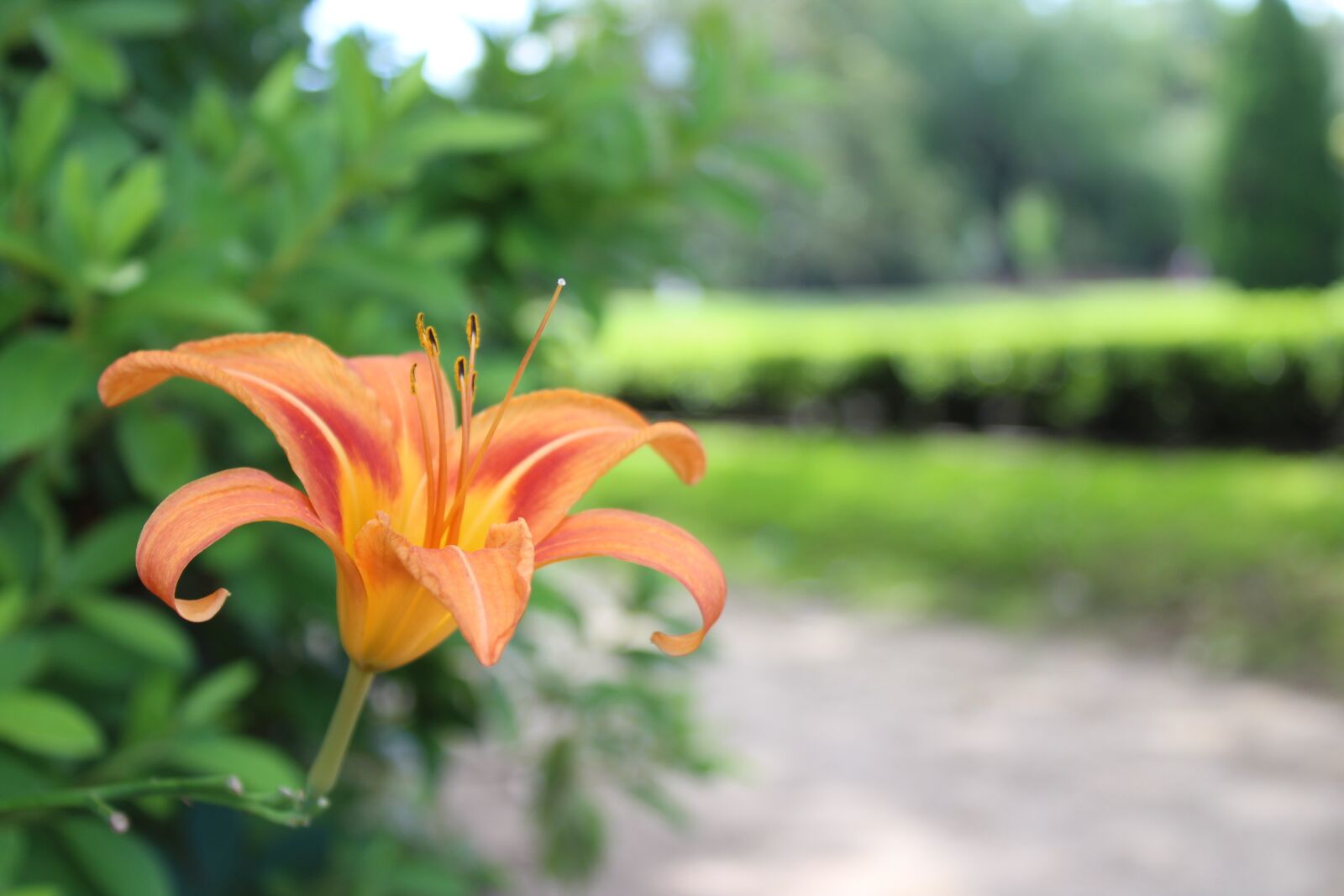 Canon EOS 1300D (EOS Rebel T6 / EOS Kiss X80) sample photo. Nature, flower, garden photography