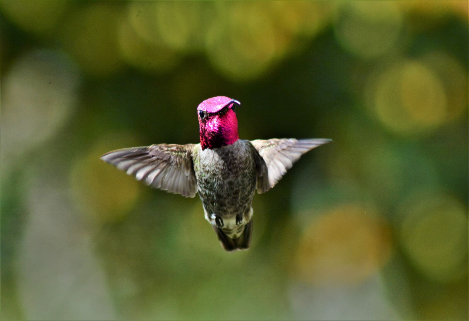Nikon D7100 sample photo. Male, annas, hummingbird photography