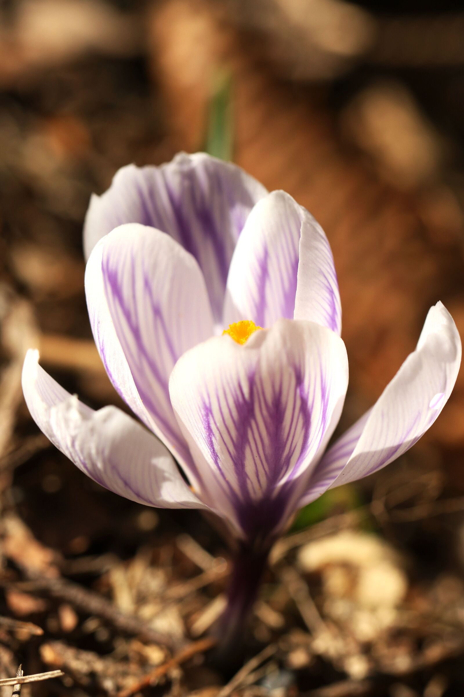 Canon EF 100mm F2.8L Macro IS USM sample photo. Crocus, blossom, nature photography