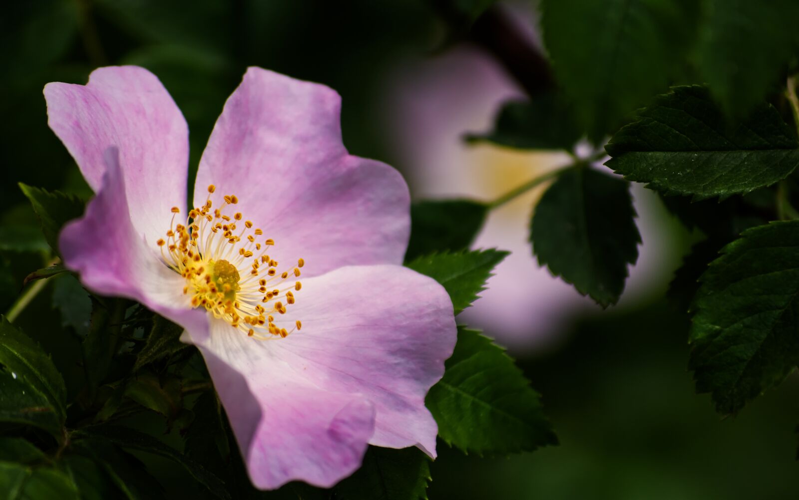 Nikon D5500 sample photo. Plant, purple, violet photography