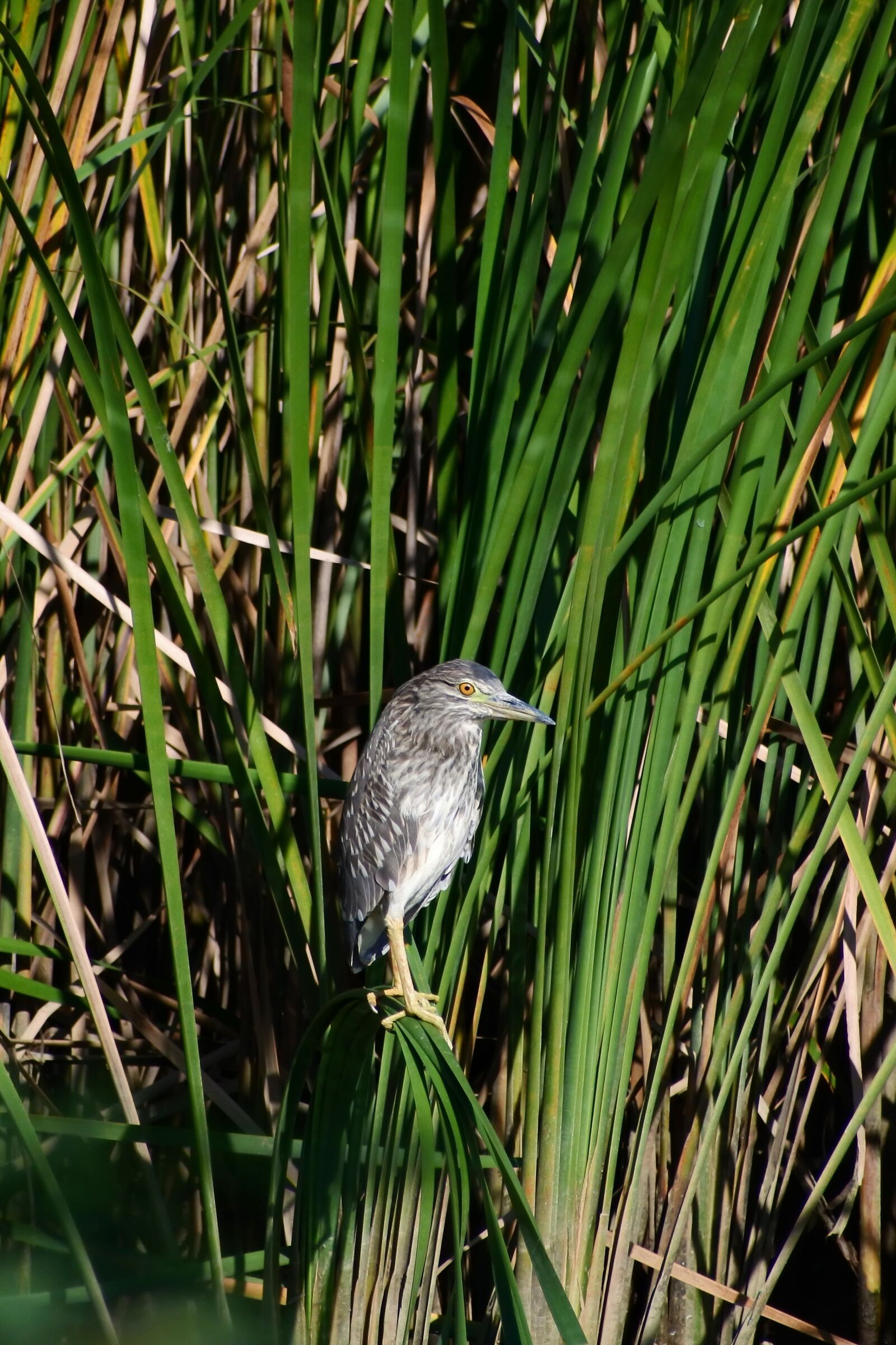 VR 70-300mm f/4.5-6.3G sample photo. Animal, river, waterside photography