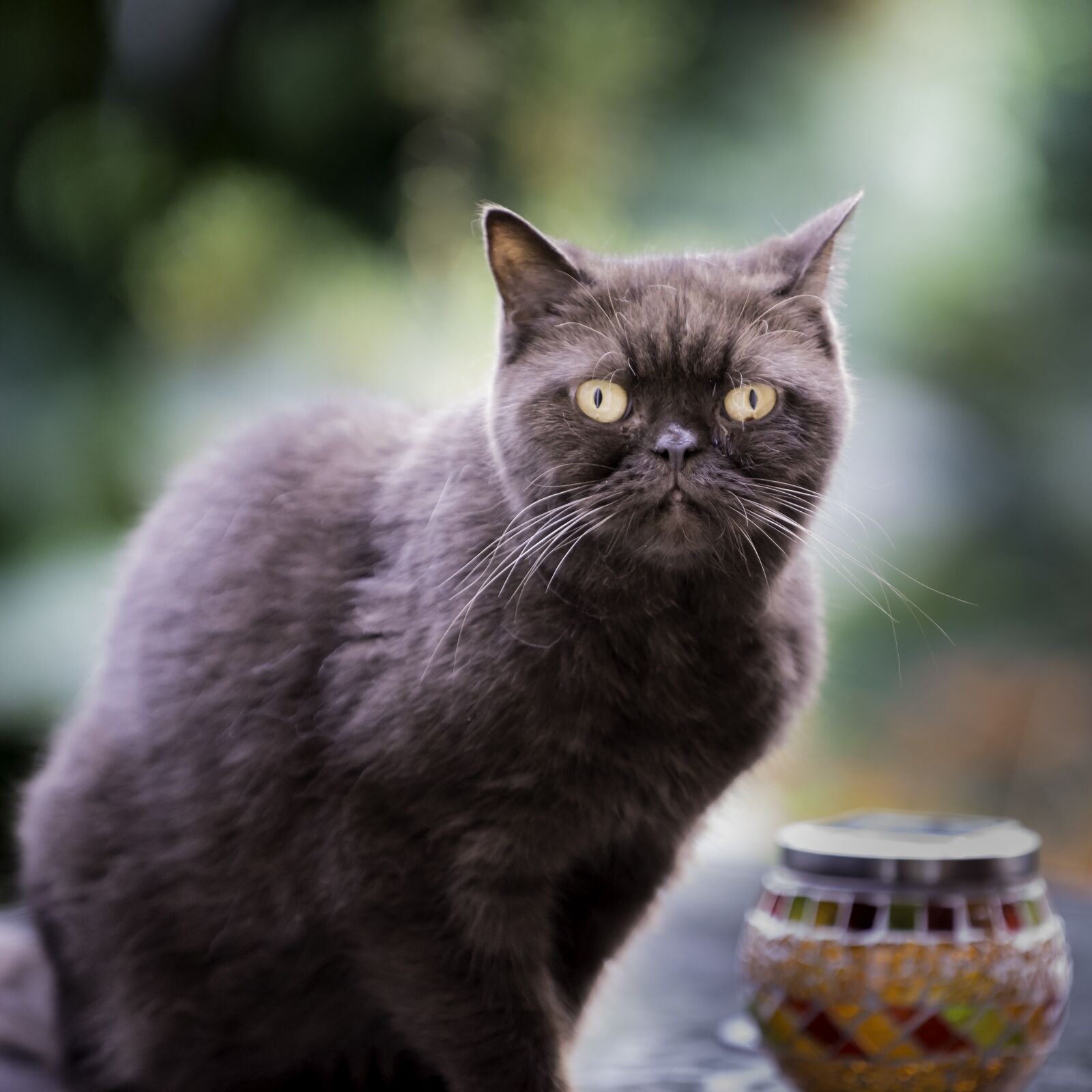 Nikon D610 sample photo. British, shorthair, cat photography
