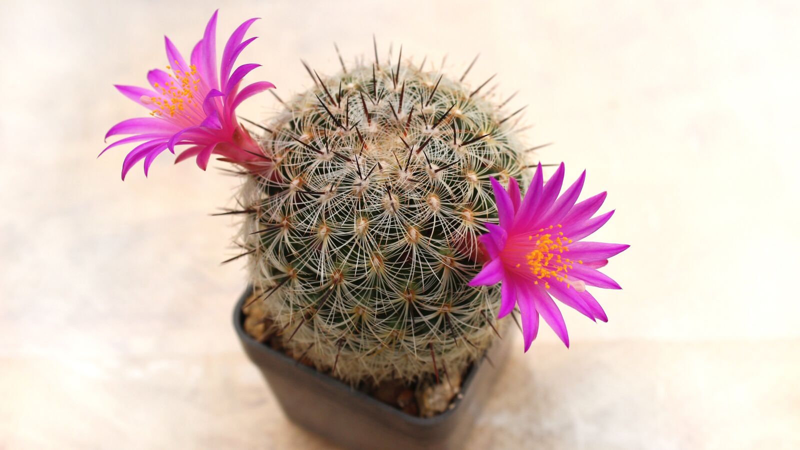 Canon EOS 600D (Rebel EOS T3i / EOS Kiss X5) sample photo. Cactus, flower, plant photography