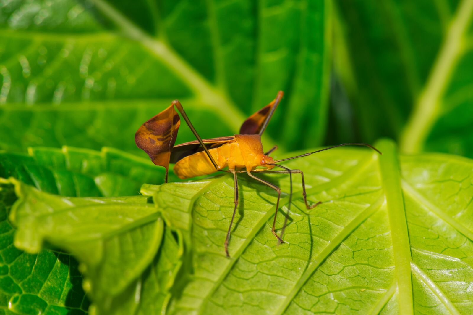 Nikon D3200 sample photo. Costa rica, insect, fauna photography