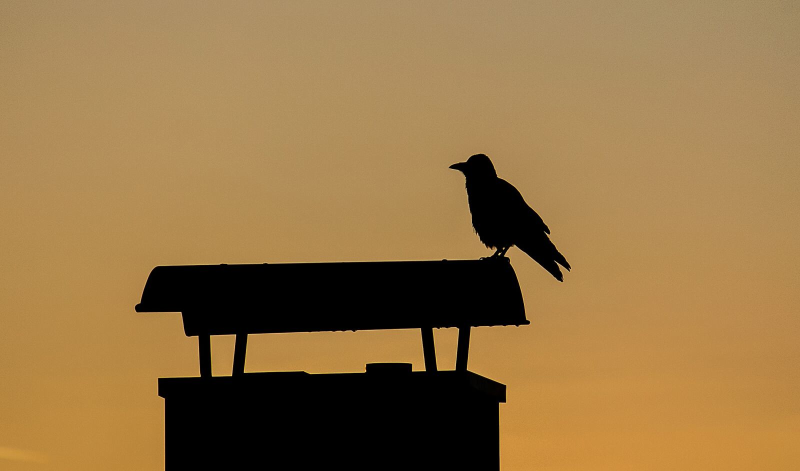 Canon EF-S 55-250mm F4-5.6 IS STM sample photo. Crow, jackdaw, raven photography