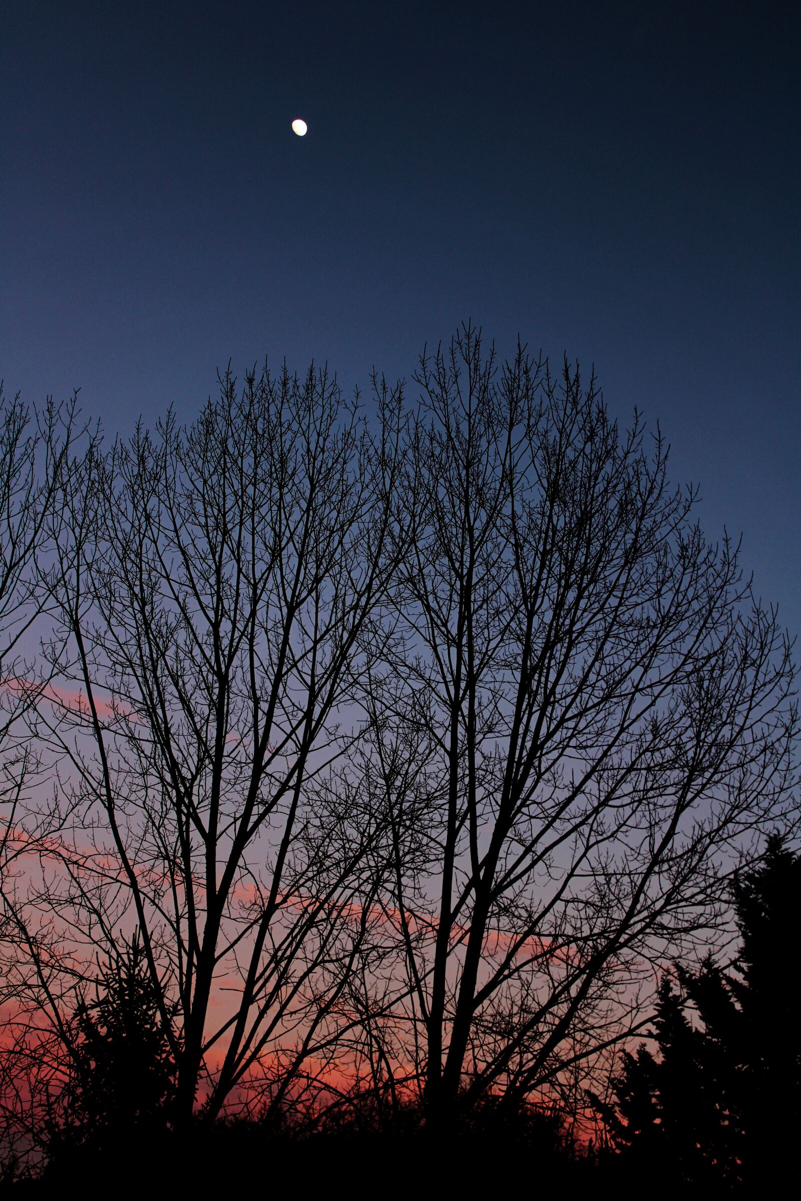 Canon EOS 2000D (EOS Rebel T7 / EOS Kiss X90 / EOS 1500D) sample photo. Sky, blue, trees photography