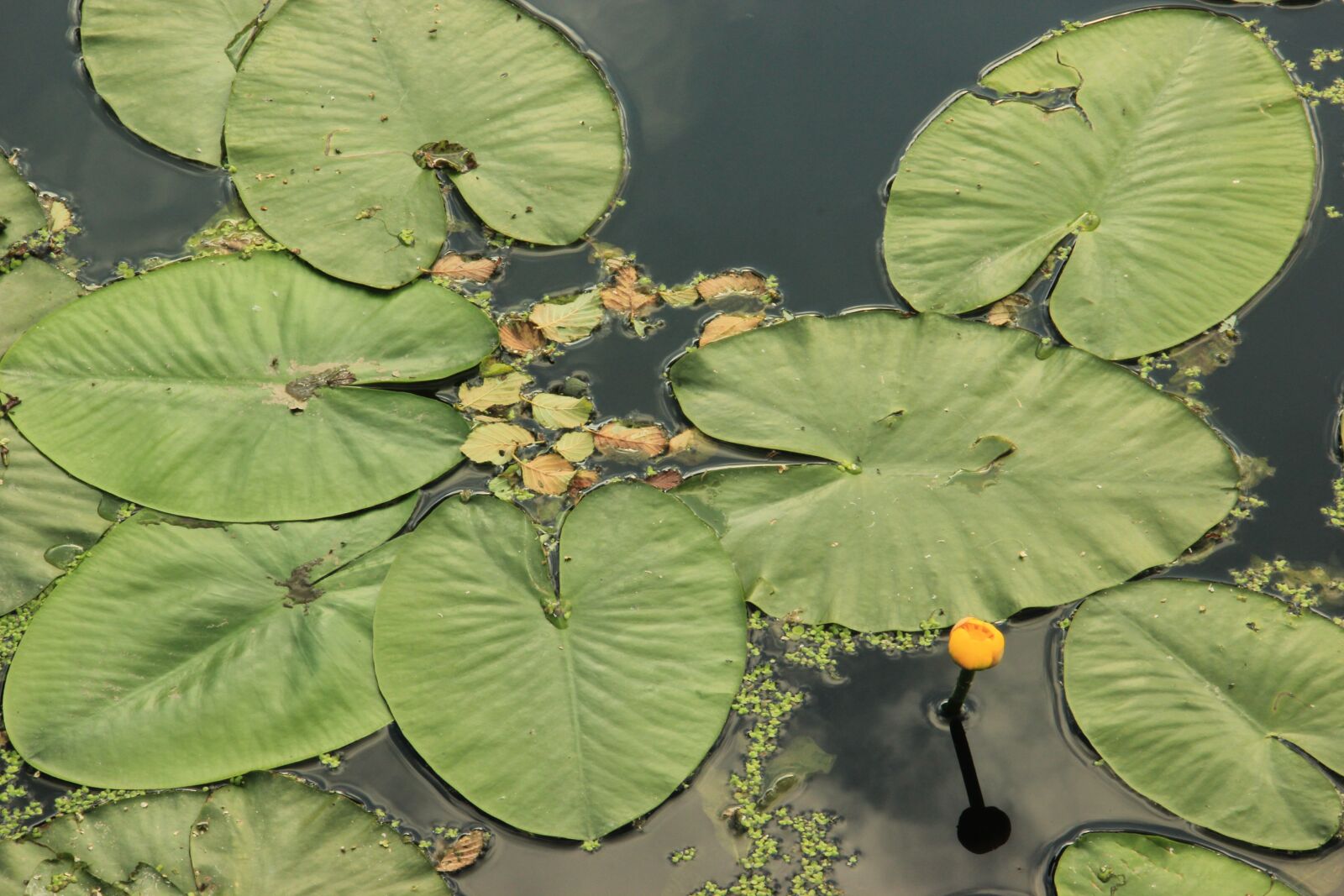 Canon EOS 550D (EOS Rebel T2i / EOS Kiss X4) sample photo. Water, green, yellow photography