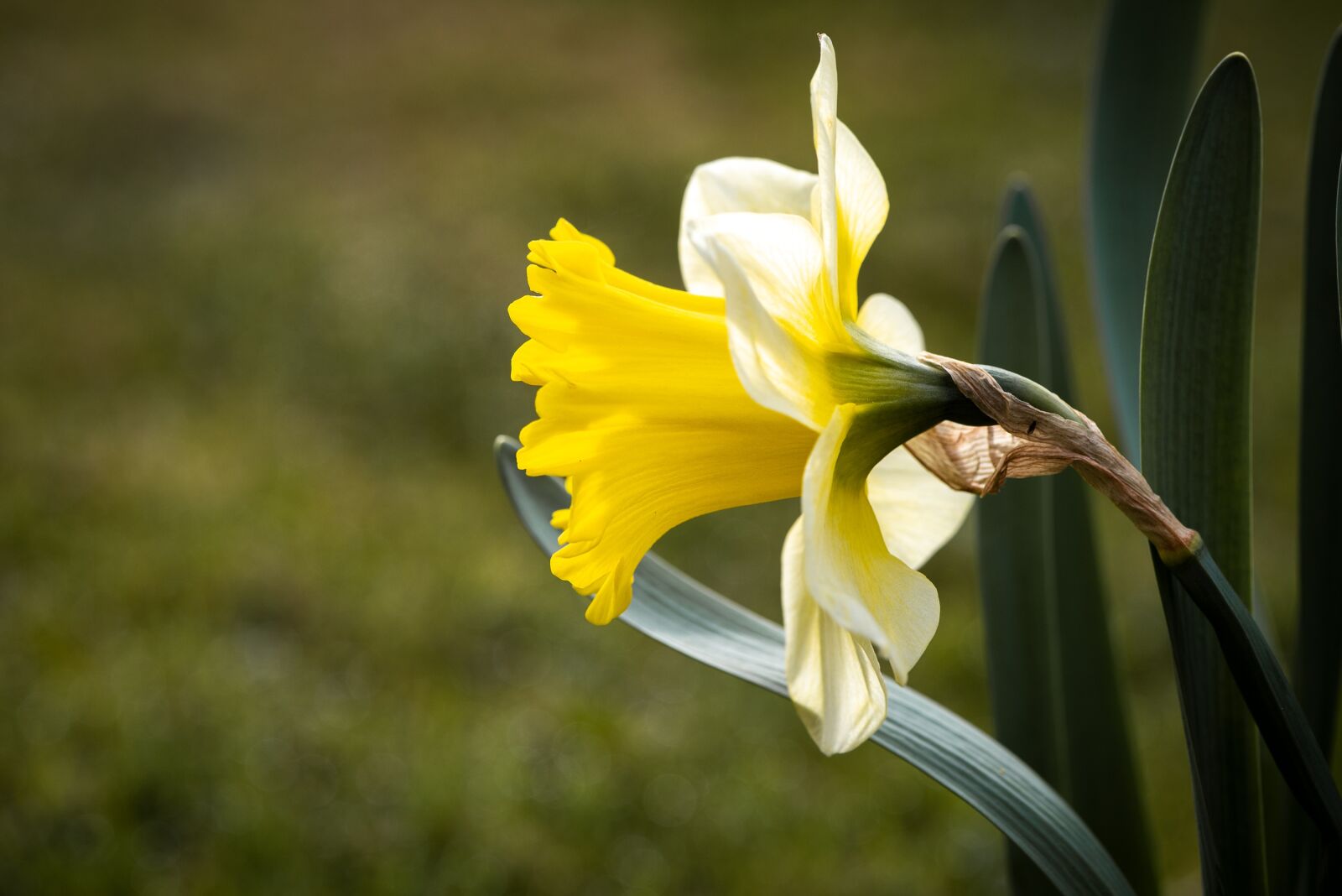 Nikon D750 sample photo. Narcissus, yellow, flower photography