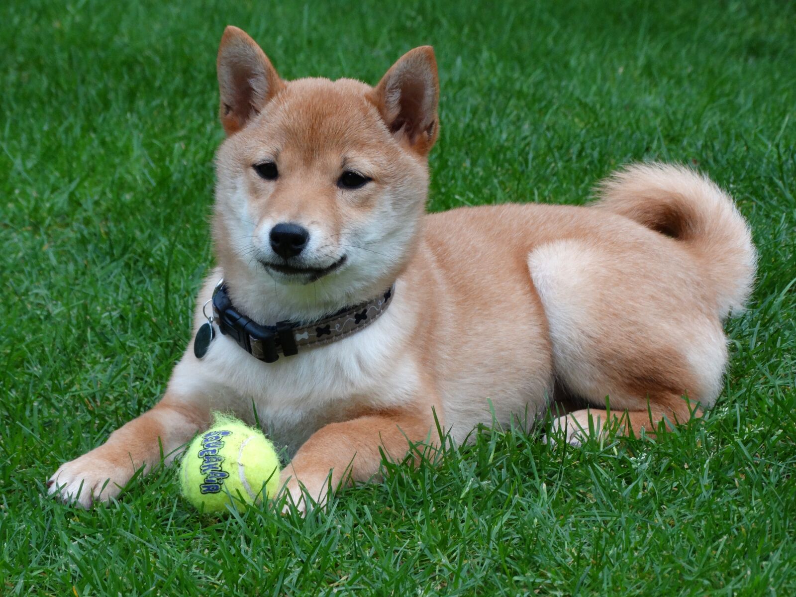Sony Cyber-shot DSC-HX300 sample photo. Dog, remote access, shiba photography