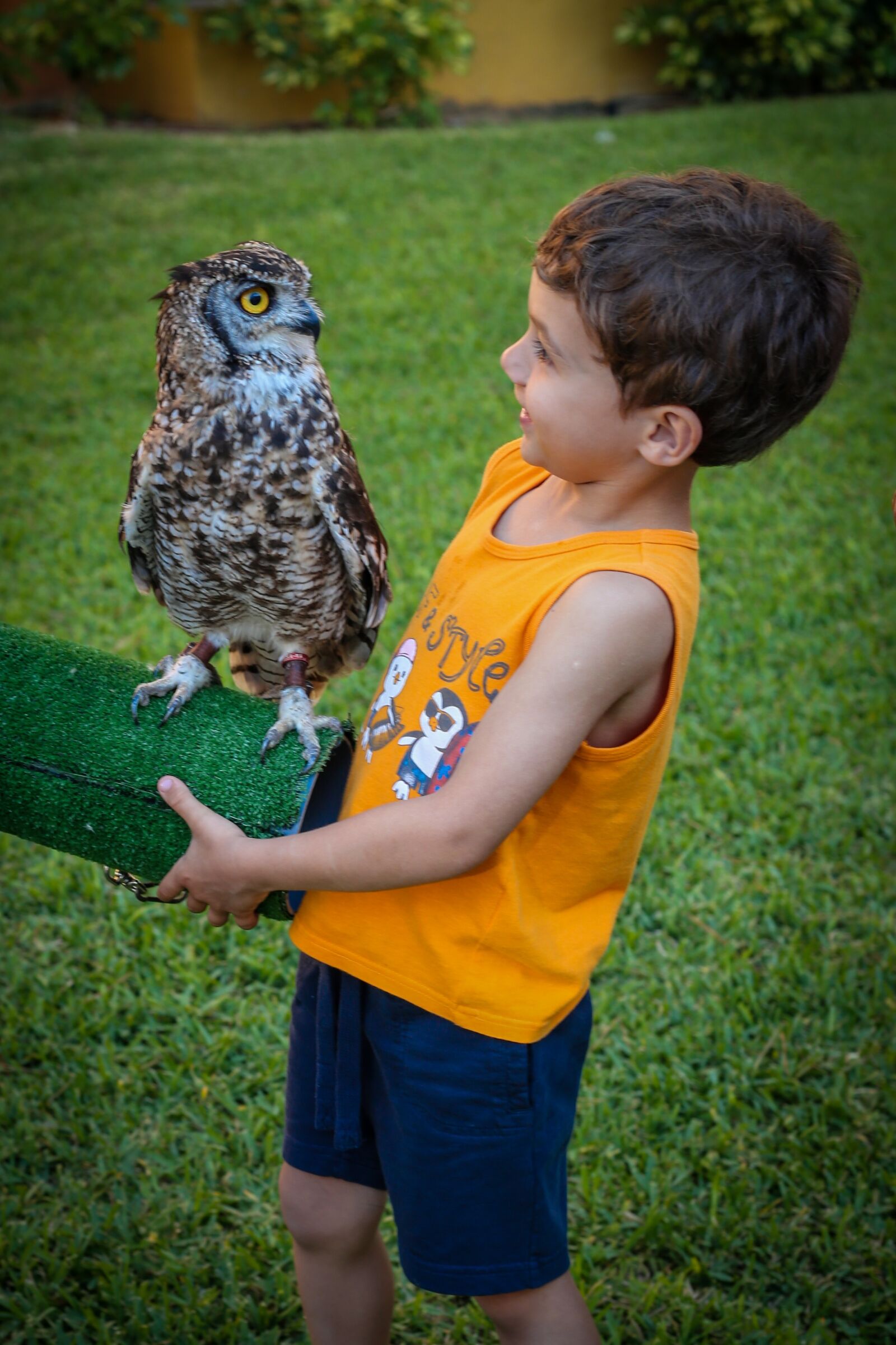 Canon EF 50mm F1.8 II sample photo. Boy, owl, summer photography