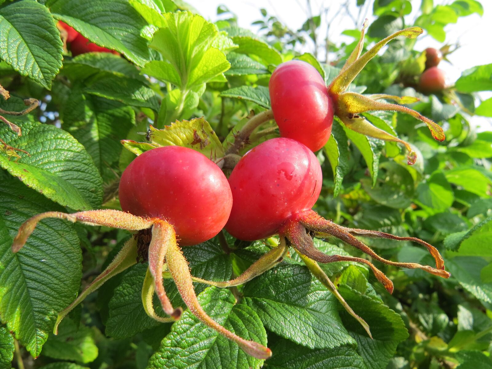 Canon PowerShot SX50 HS sample photo. Rose hip, wild rose photography