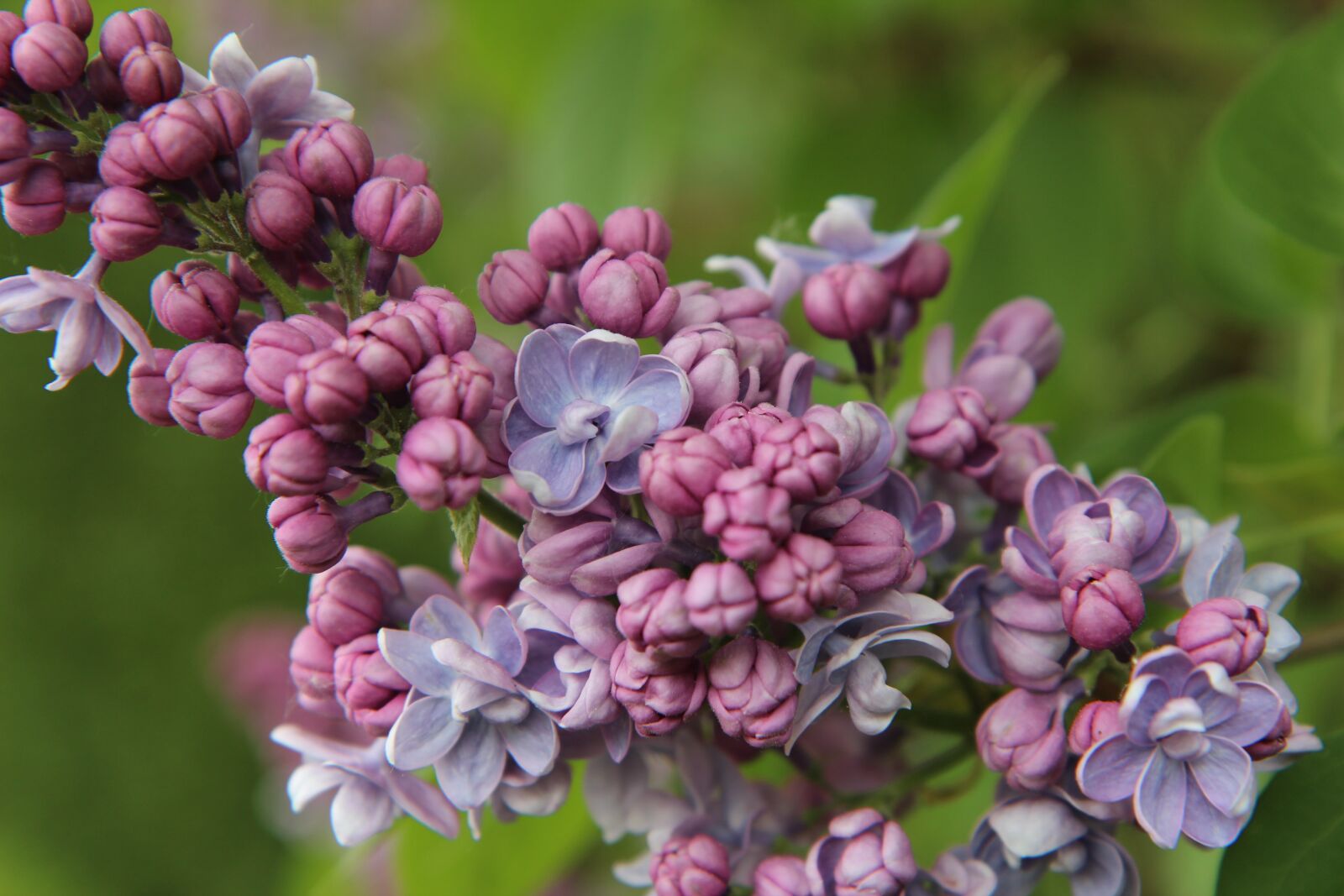 Canon EOS 600D (Rebel EOS T3i / EOS Kiss X5) sample photo. Lilac, lilac pink, flowers photography
