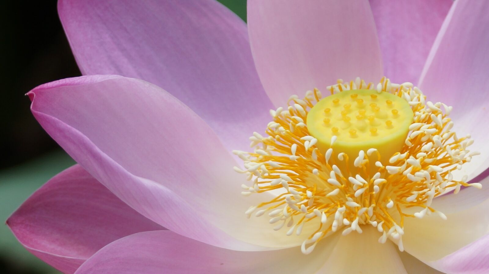 Sony SLT-A77 sample photo. Lotus, flower, plant photography