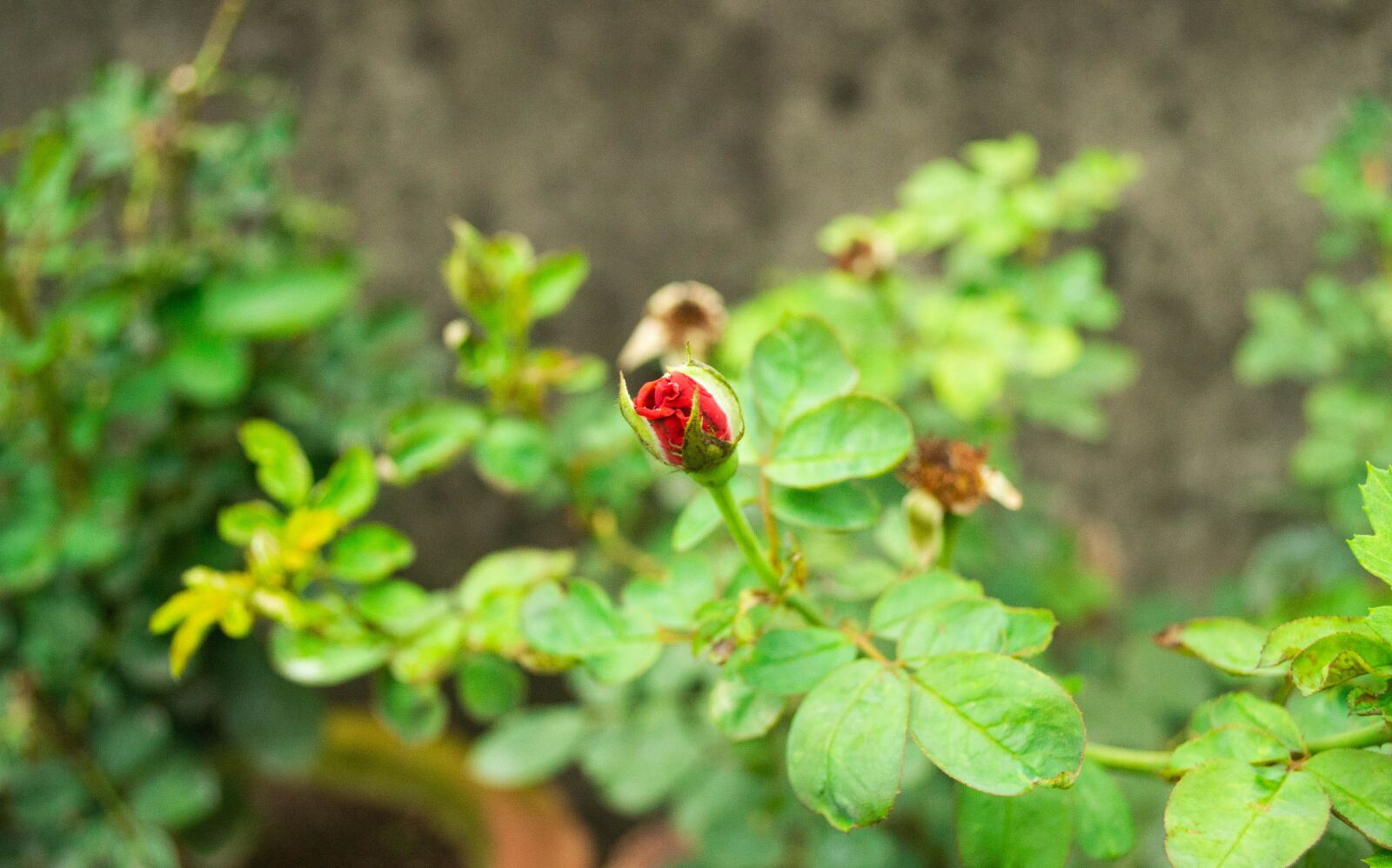 Nikon D3100 sample photo. Flowers, plants, nature photography