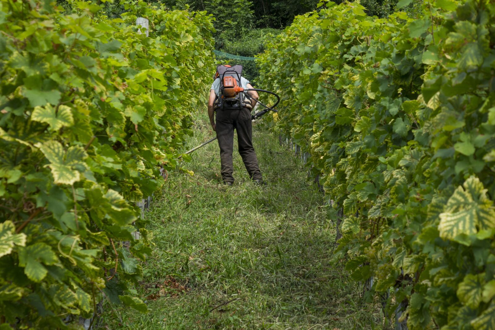 24-200mm F2.8 sample photo. Grapes, viticulture, winemaker photography