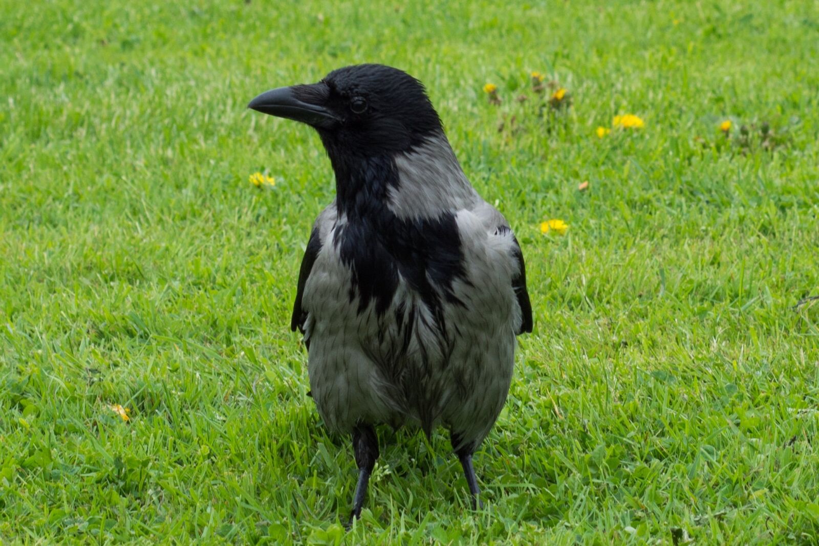 Nikon D7100 sample photo. Raven, bird, lawn photography