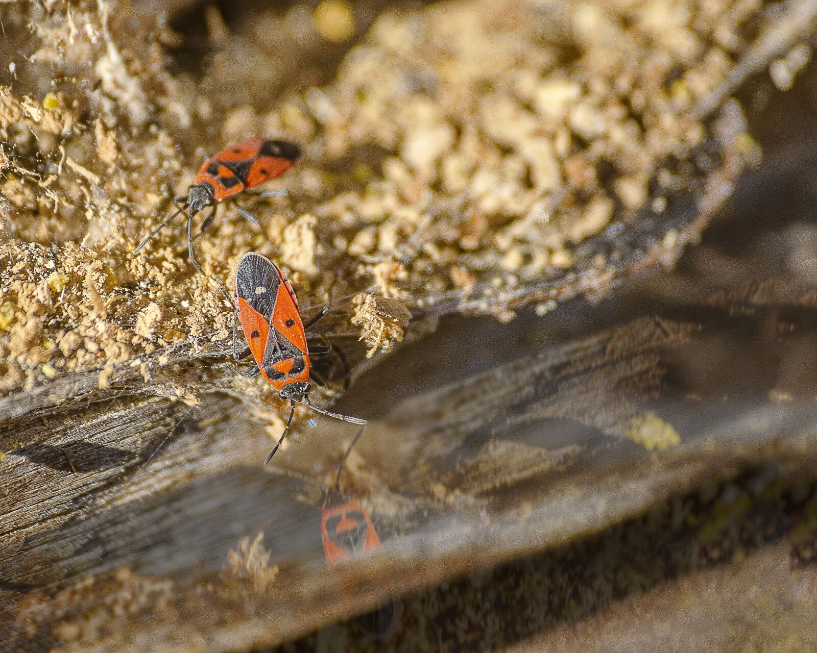 Nikon D7000 sample photo. Pyrrhocore, pyrrhocoris apterus, gendarme photography