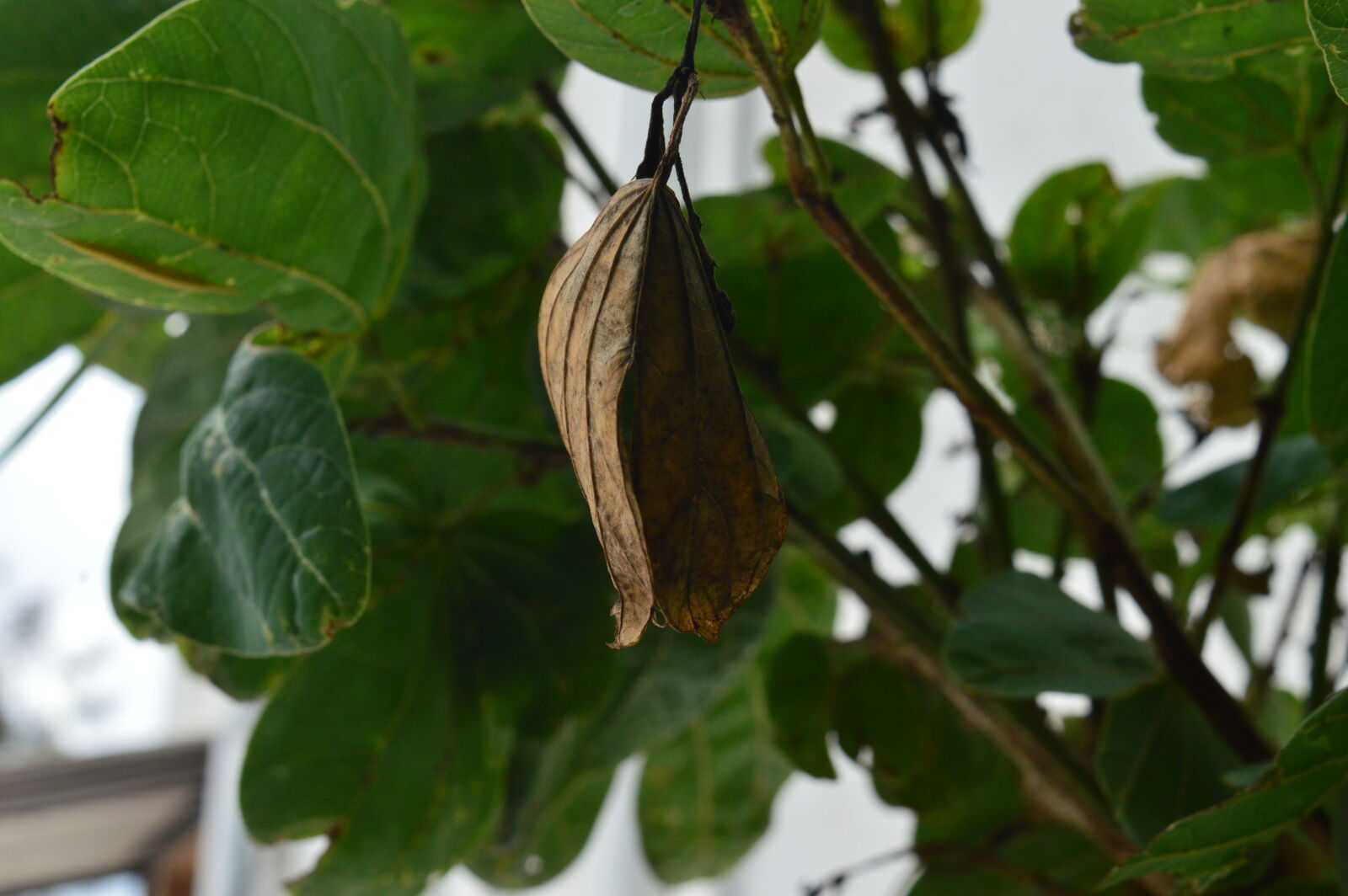 Nikon D3200 sample photo. Autumn, nature, photography photography