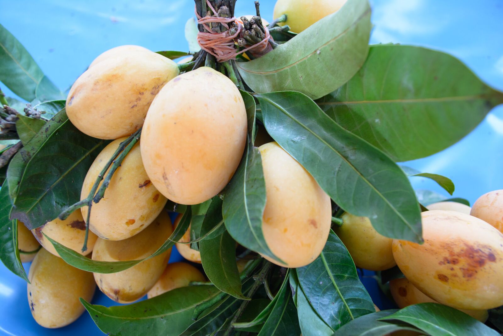 Nikon D5200 sample photo. Star apple, mango, plum photography