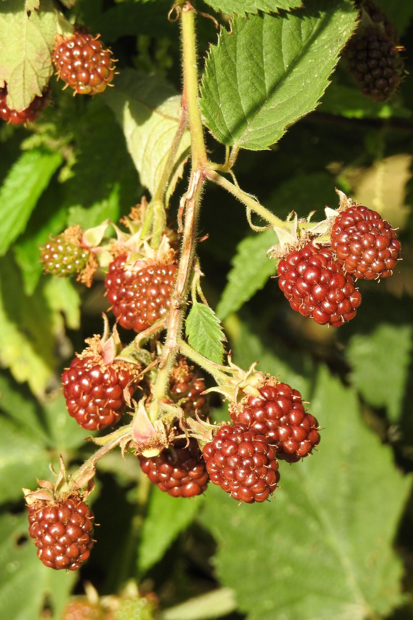 Nikon Coolpix P900 sample photo. Blackberries, bramble, fruits photography