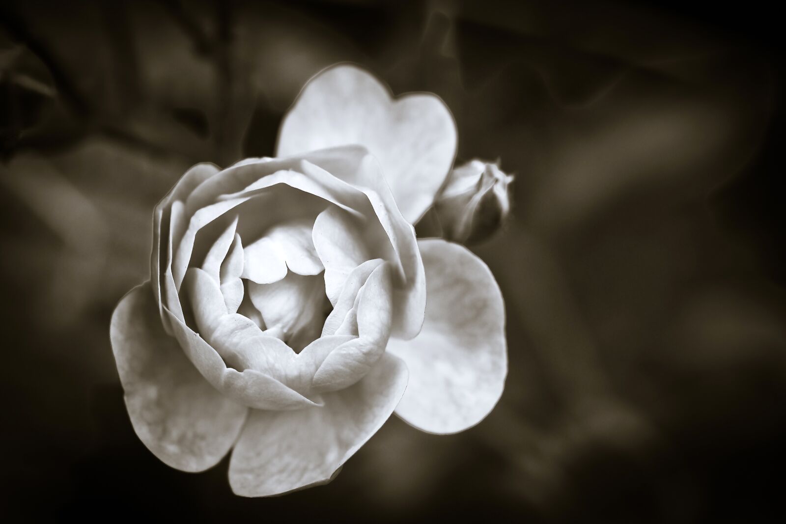 Olympus OM-D E-M10 sample photo. Roses, flower, blossom photography