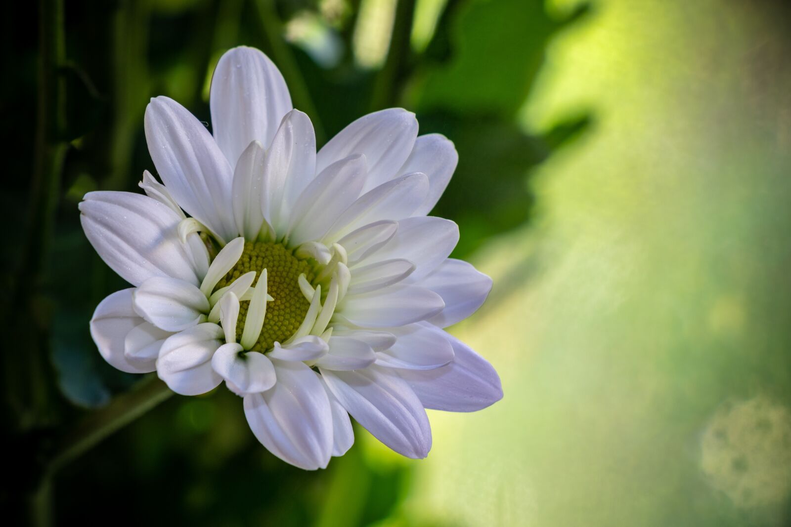 Canon EF-S 18-135mm F3.5-5.6 IS USM sample photo. Chrysanthemum, daisy, flower photography