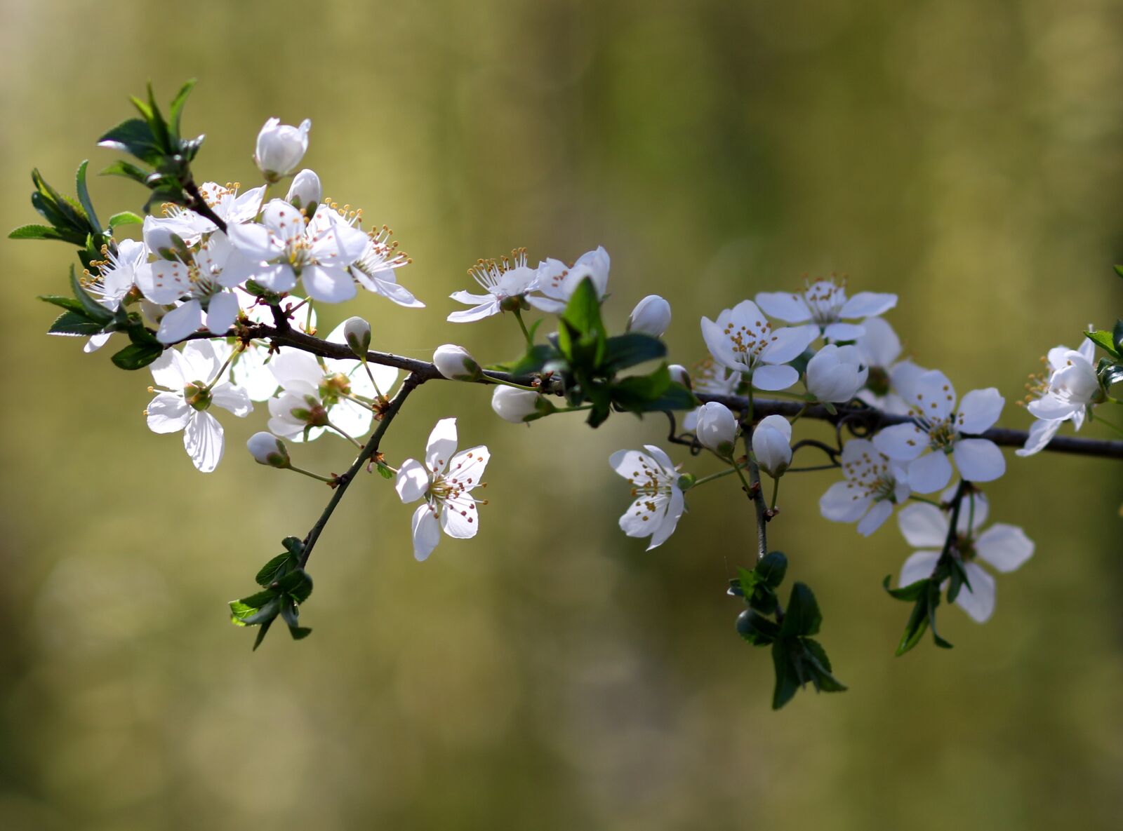 Canon EF 85mm F1.8 USM sample photo. Flowers, white, casey photography