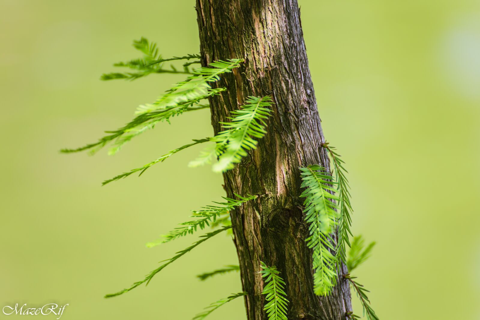 Canon EOS 6D sample photo. Park, bucuresti, nature photography