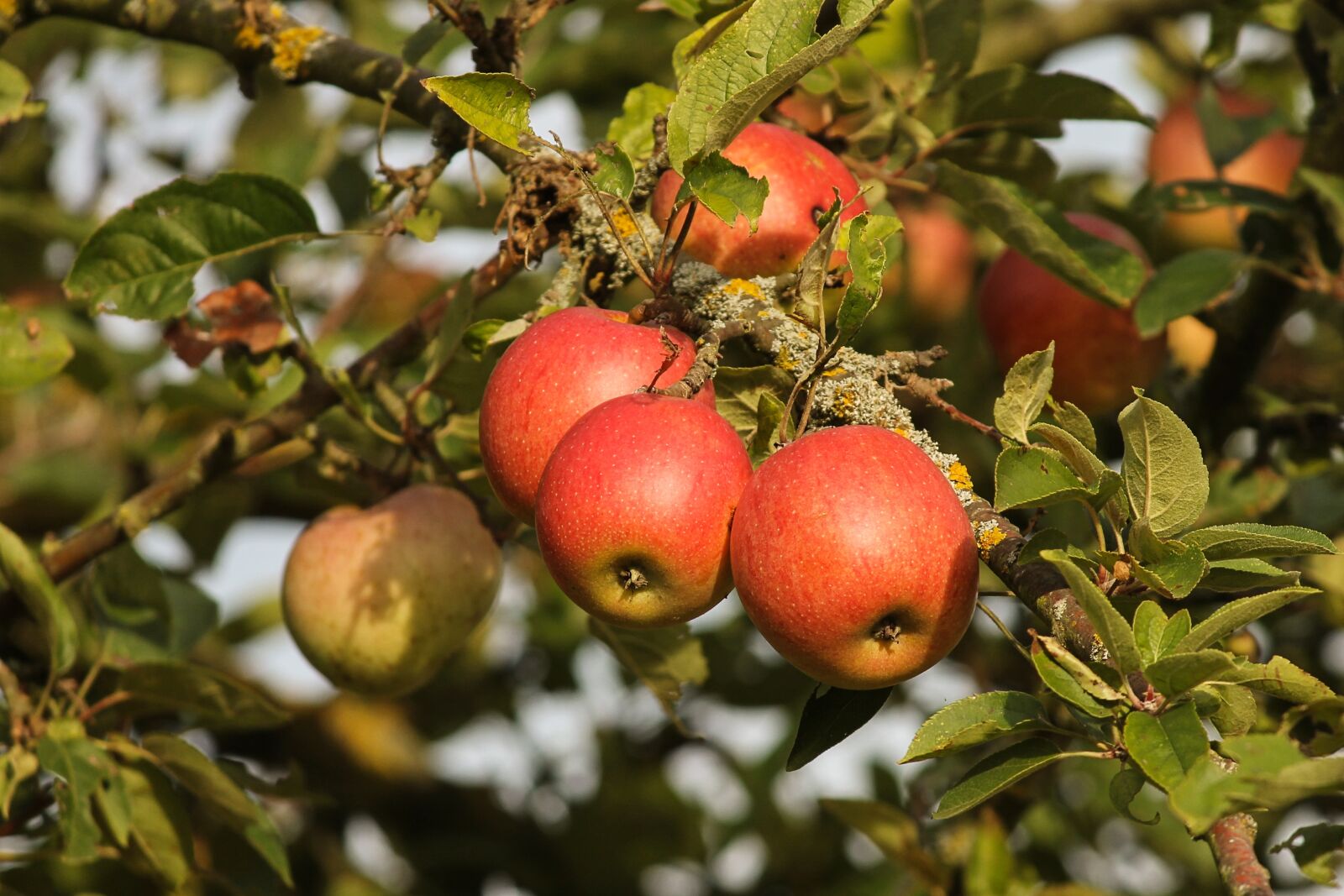Canon EOS 1100D (EOS Rebel T3 / EOS Kiss X50) sample photo. Apple, fruit, red photography