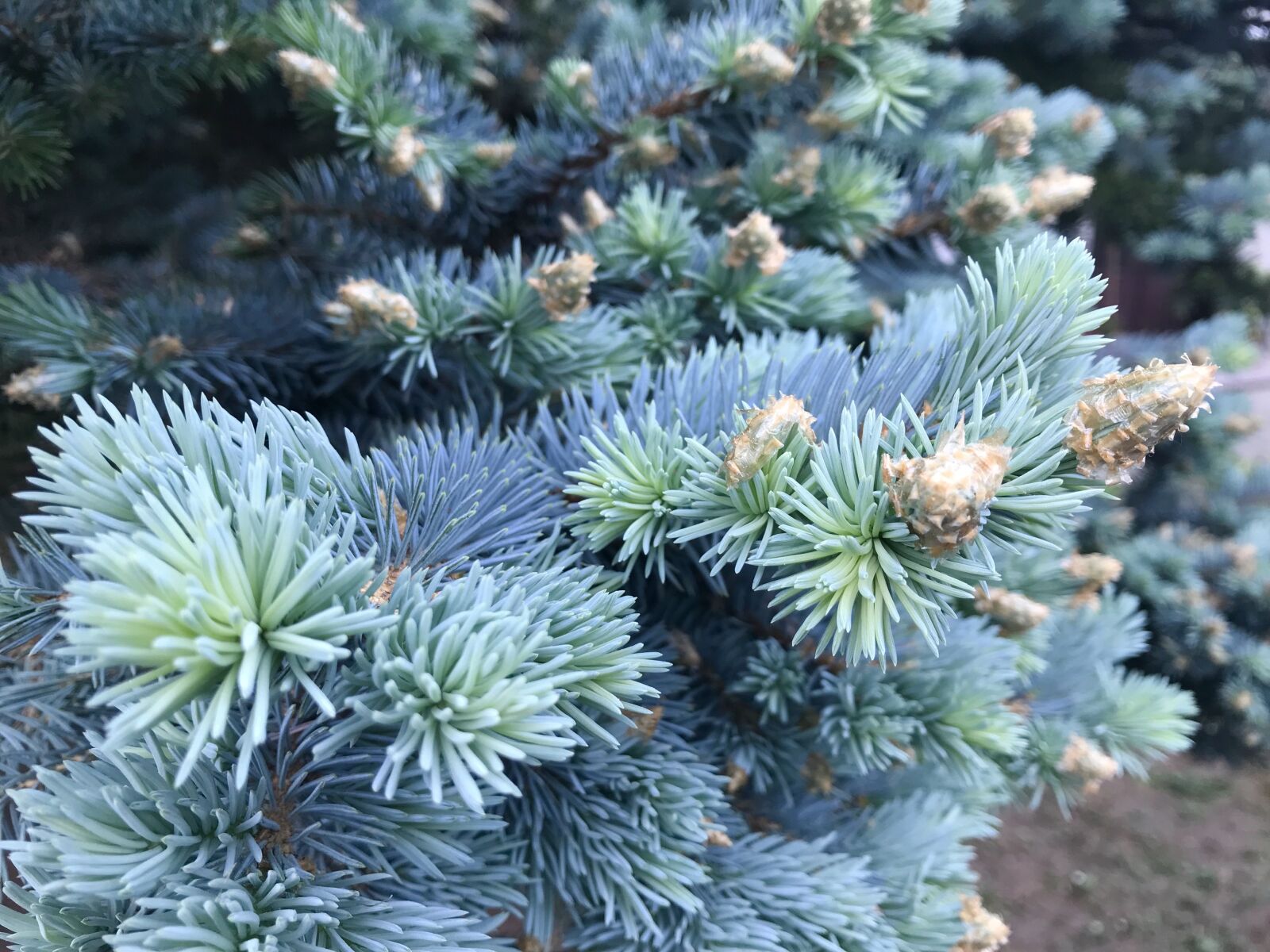 Apple iPhone 7 sample photo. Conifers, spring, branch photography