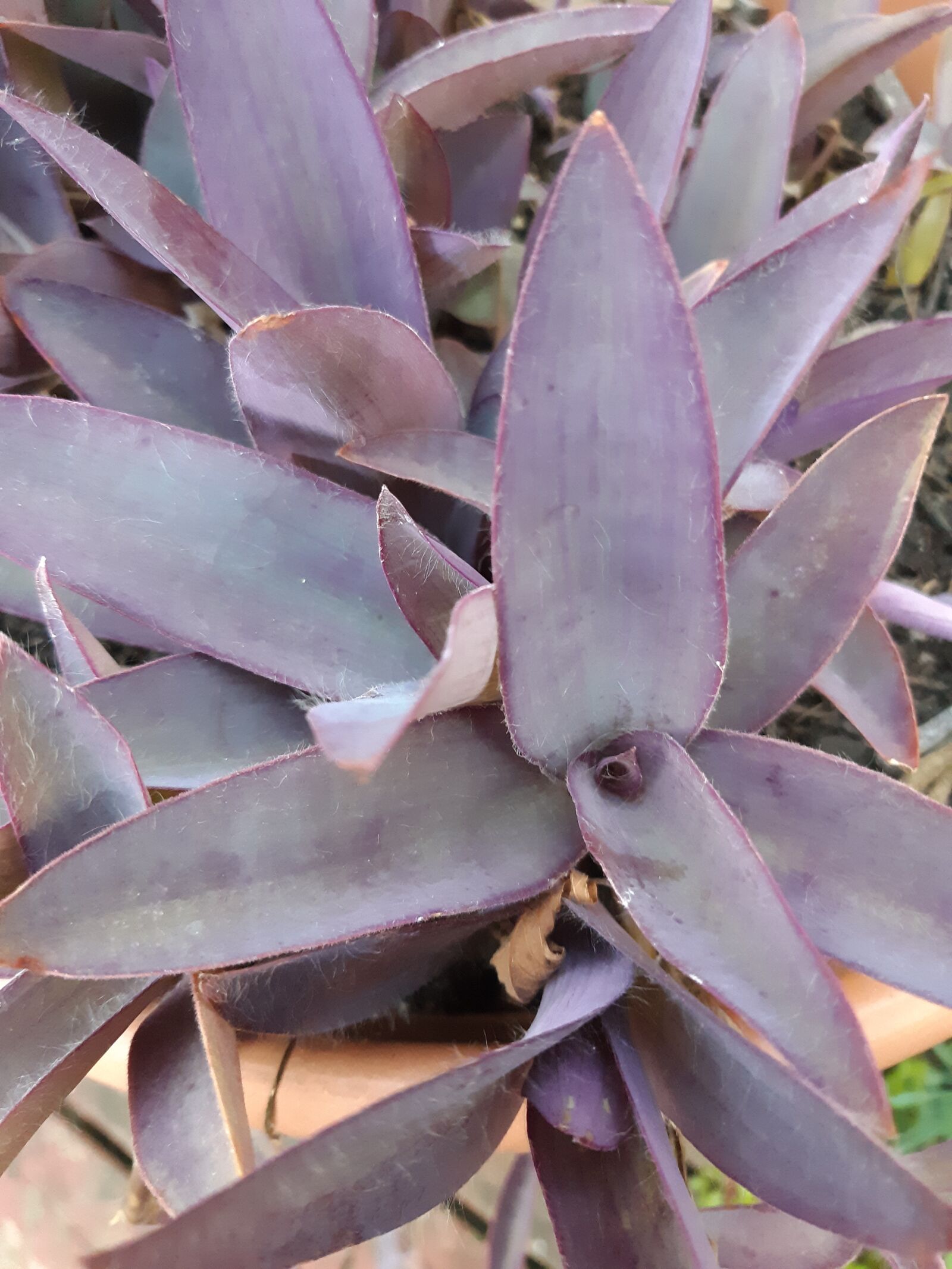 Samsung Galaxy A6 sample photo. Wandering jew, plant, flora photography
