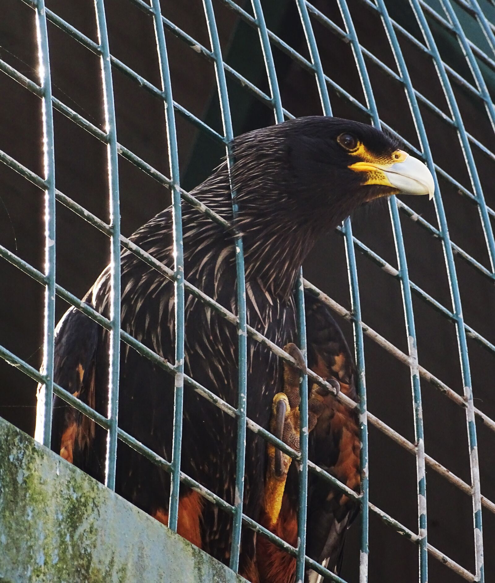Sony Cyber-shot DSC-HX400V sample photo. Zoo, adler, bird of photography