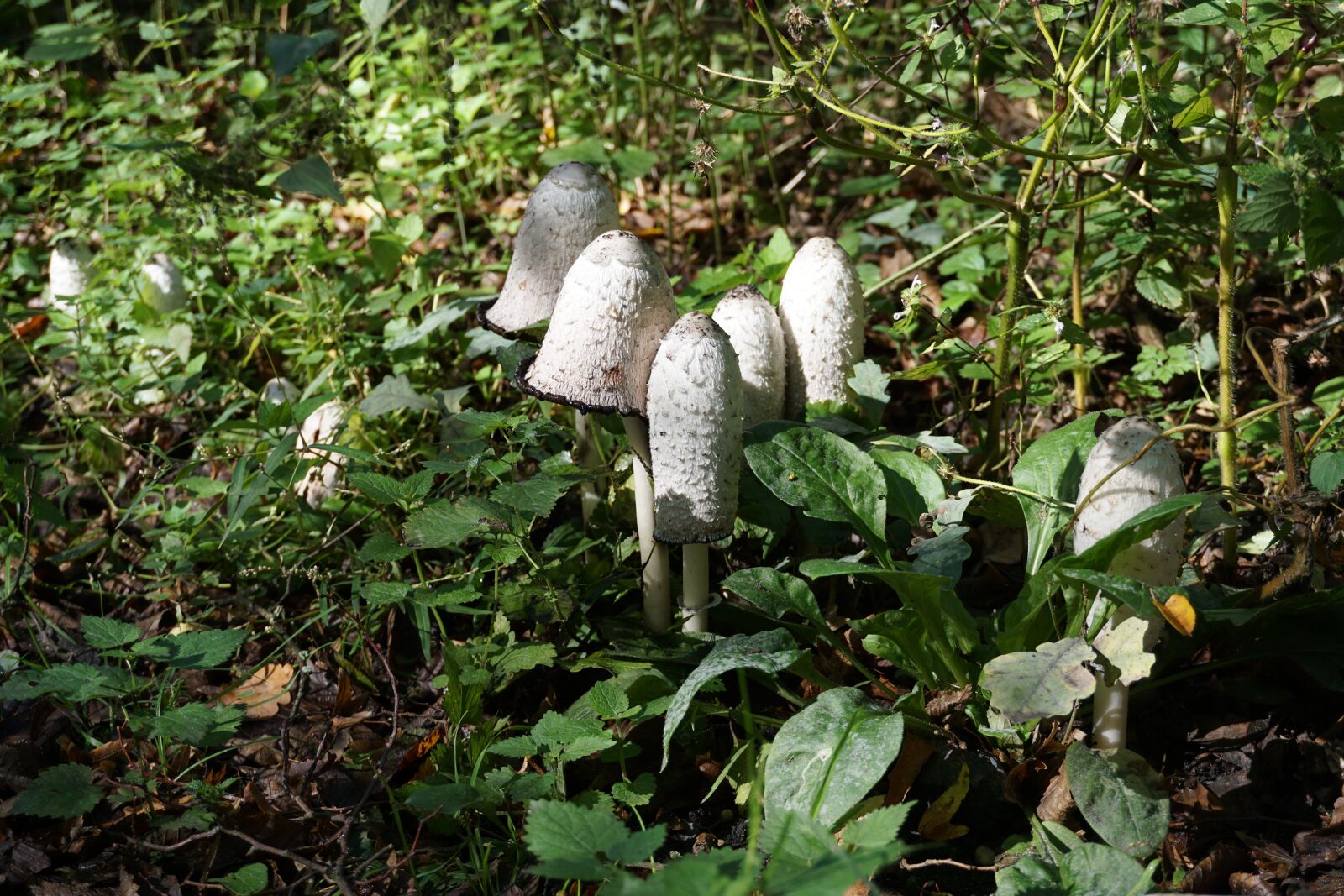 Sony a6000 sample photo. Mushrooms, tintenschopflinge, nature photography