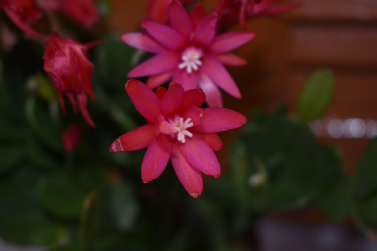 Nikon D3400 sample photo. Flower, flowers, nature photography