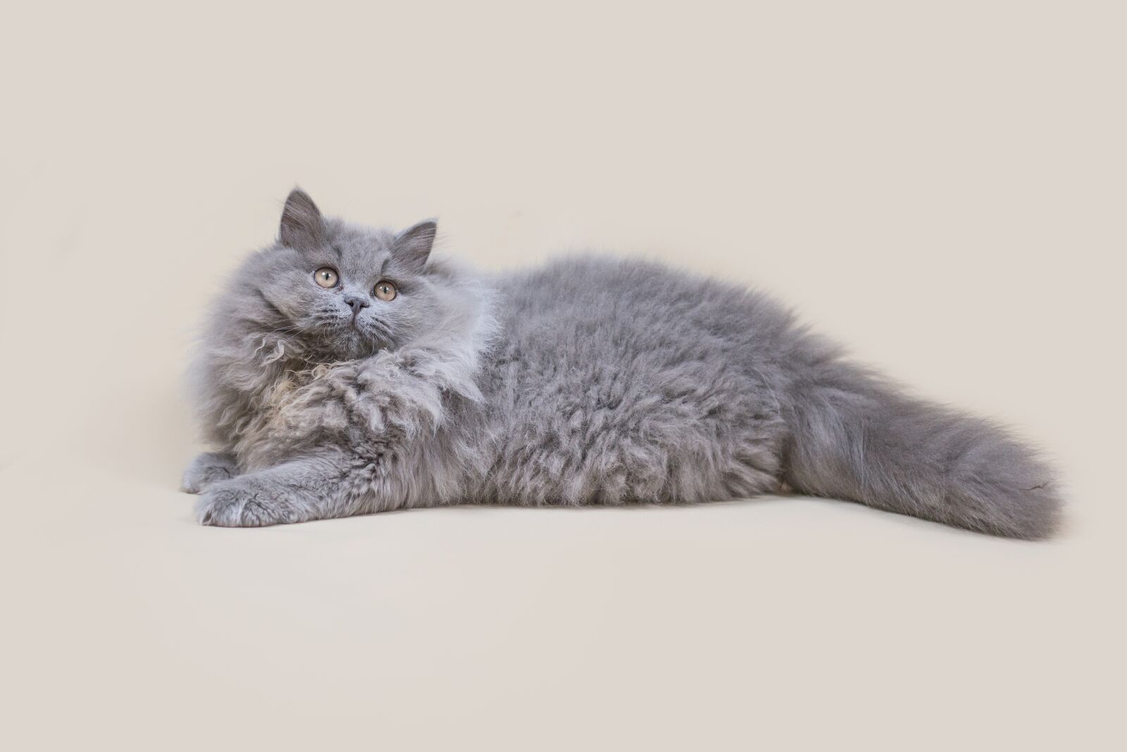 Canon EF 50mm F1.8 II sample photo. Cat, kitty, b photography