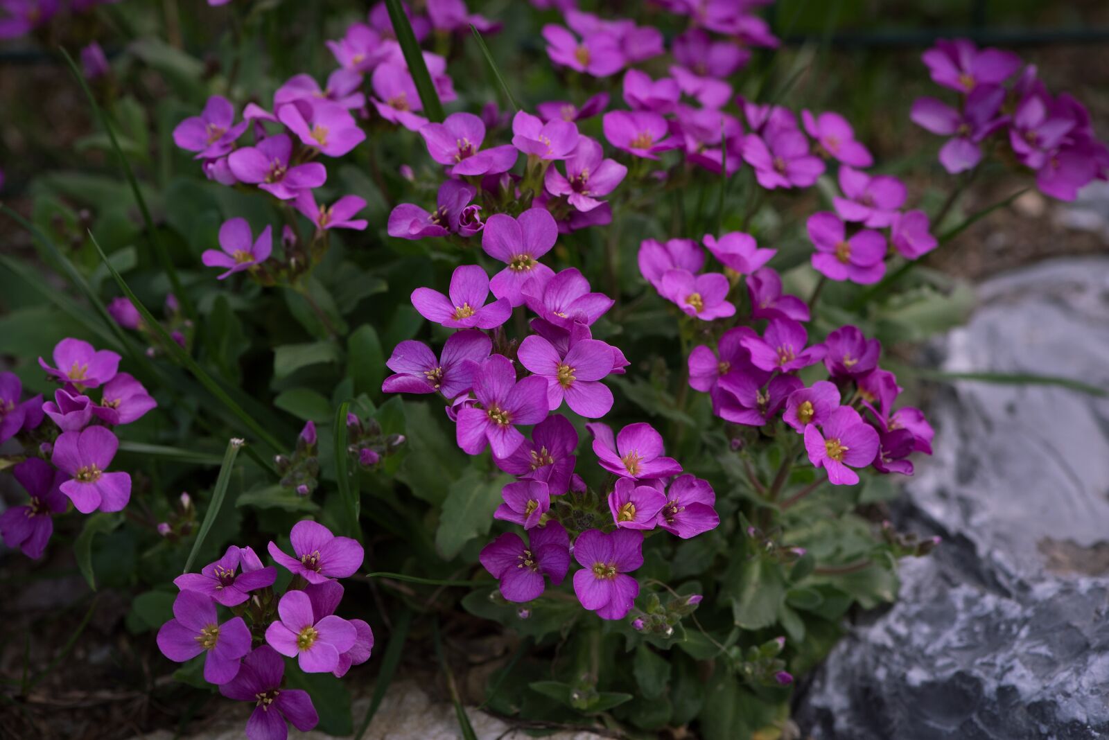 Nikon D750 sample photo. Cushion flowers, flowers, plant photography