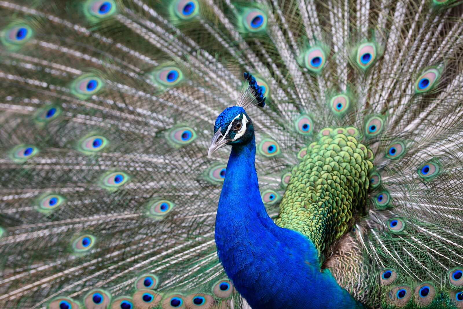 Nikon D3400 sample photo. Peacock, bird, animal photography