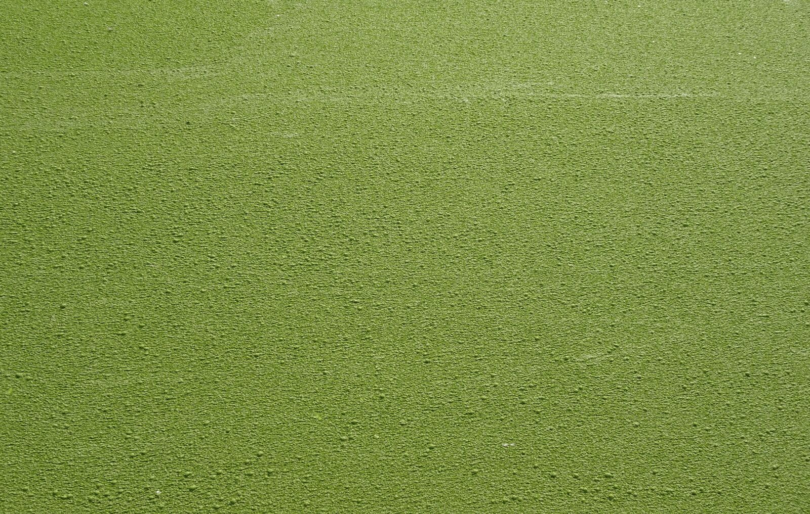 Sony Cyber-shot DSC-HX90V sample photo. Duckweed, lemnoideae, common duckweed photography