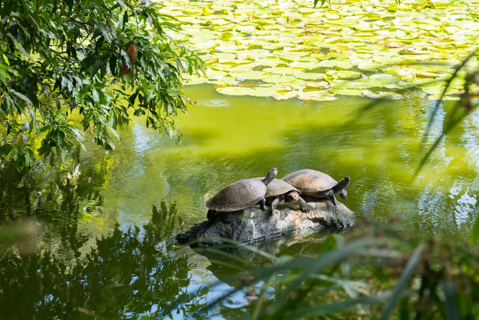 Canon EOS 750D (EOS Rebel T6i / EOS Kiss X8i) sample photo. Turtle, hicotea, animal photography