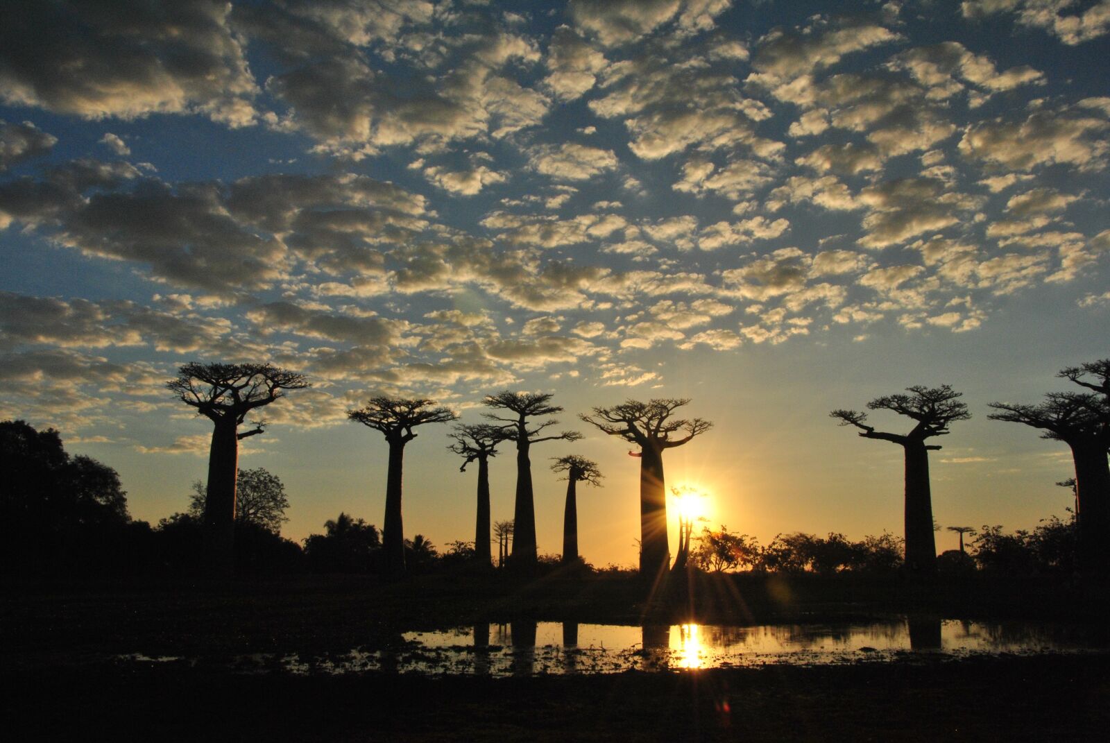 Nikon D3000 sample photo. Africa, funny, trees photography