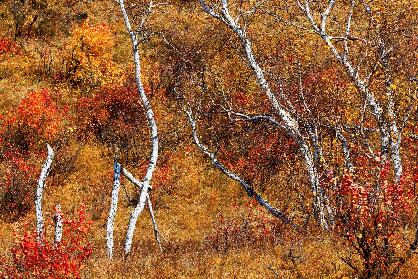 Canon EOS 70D sample photo. Autumn, leaf, tree photography